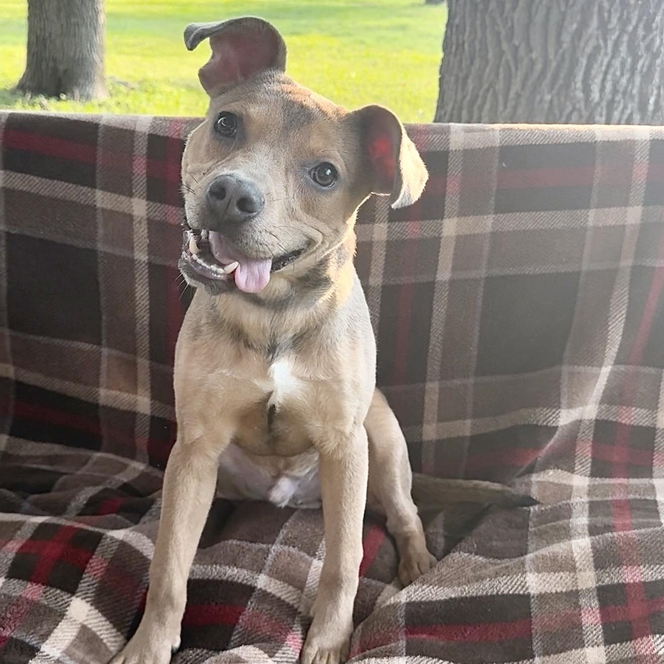 Enlarge Pocket baby Jerry, a Adoptable mixed breed in West Hartford , CT image 3/6