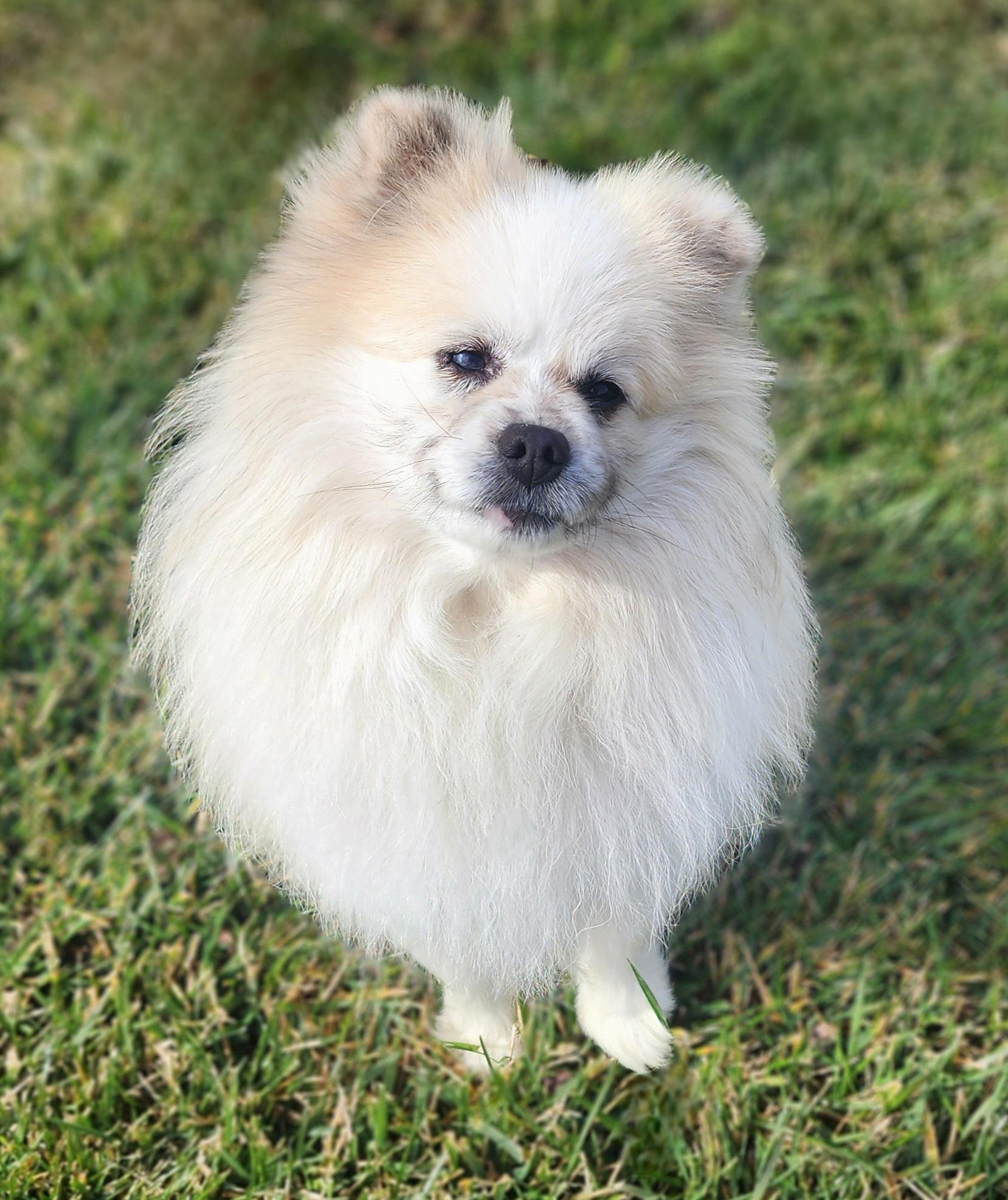 Enlarge Neptune, a Adoptable Pomeranian in Clovis, CA image 2/5