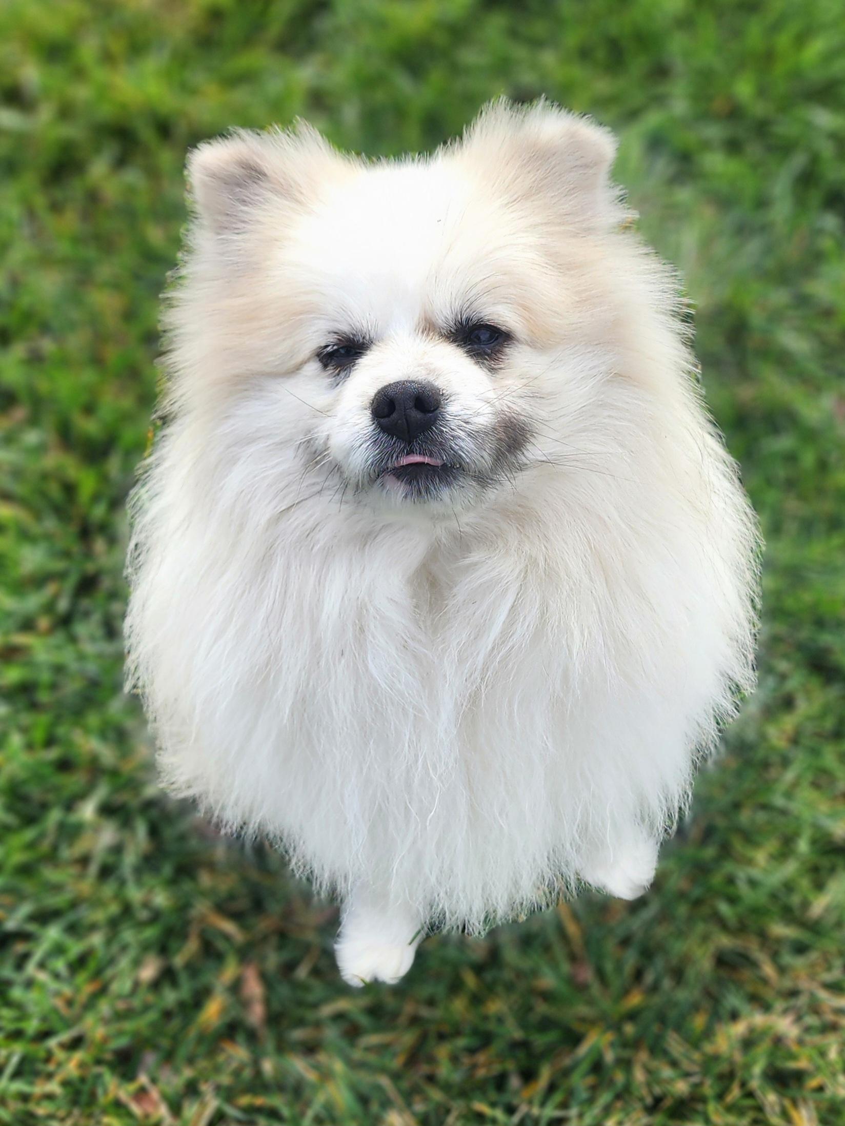 Enlarge Neptune, a Adoptable Pomeranian in Clovis, CA image 3/5