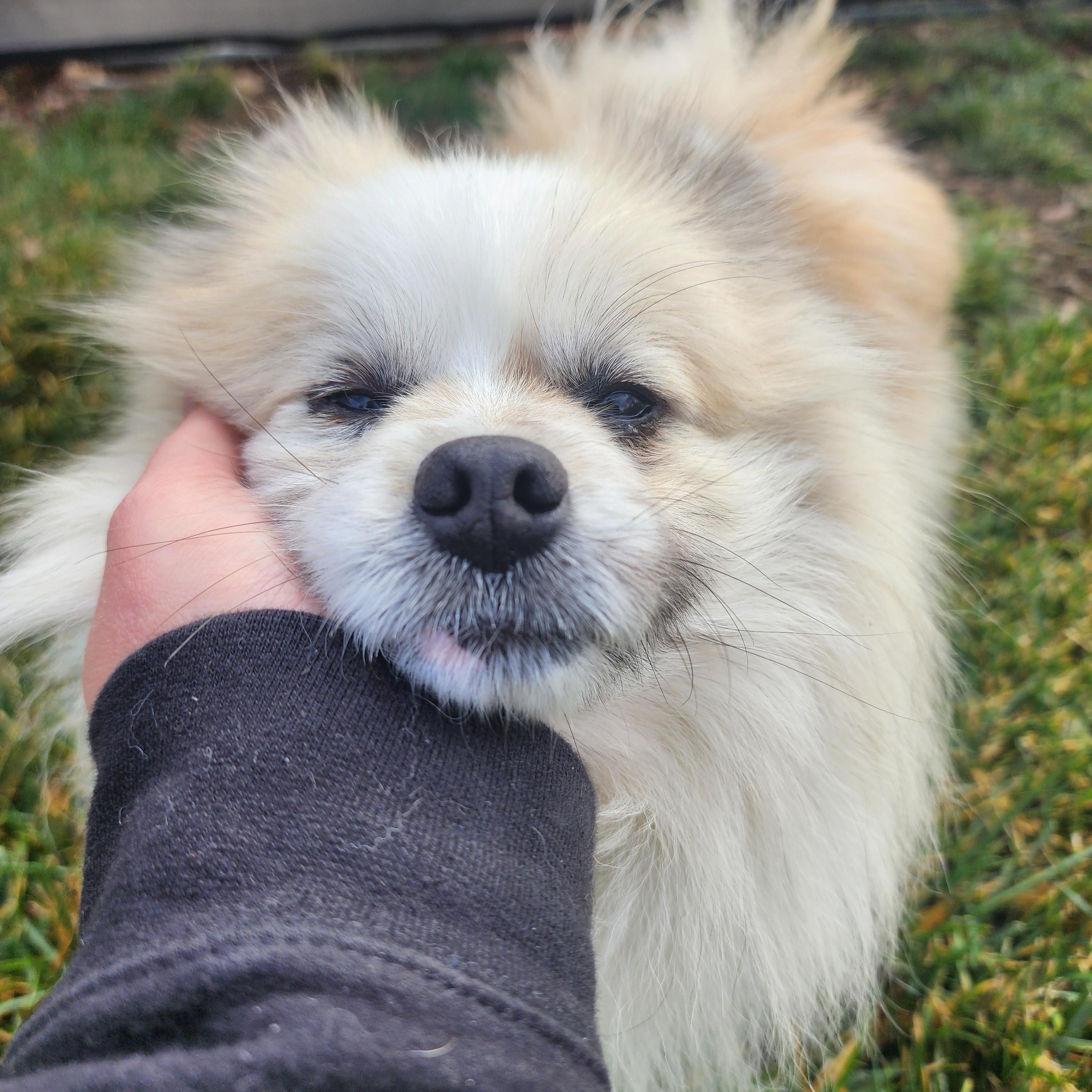 Enlarge Neptune, a Adoptable Pomeranian in Clovis, CA image 5/5