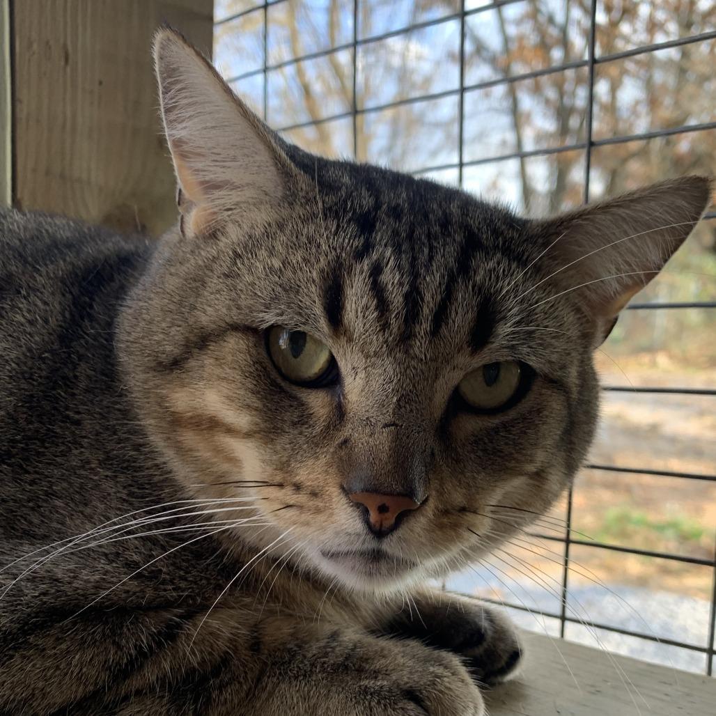 Max, Adoptable, Adult Male Domestic Short Hair.