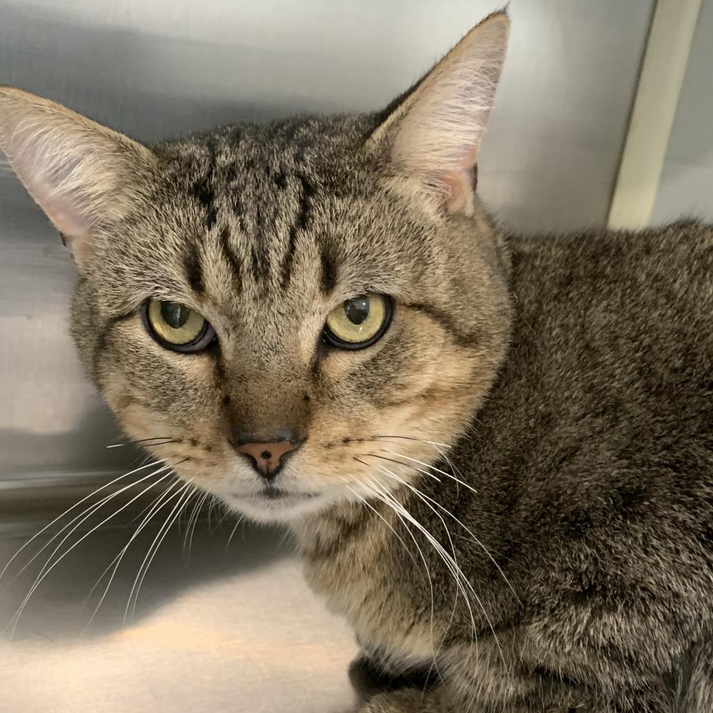 Max, a Adoptable mixed breed in Washburn, MO image 2/2