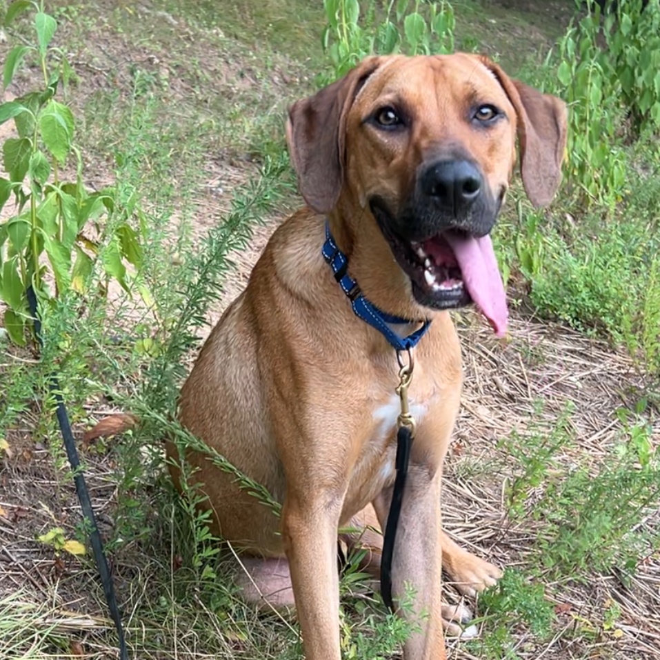 Zuma, Adoptable, Young Male Mixed Breed.