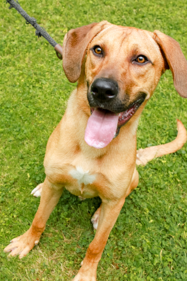 Zuma, a Adoptable Mixed Breed in Ona, WV image 2/6