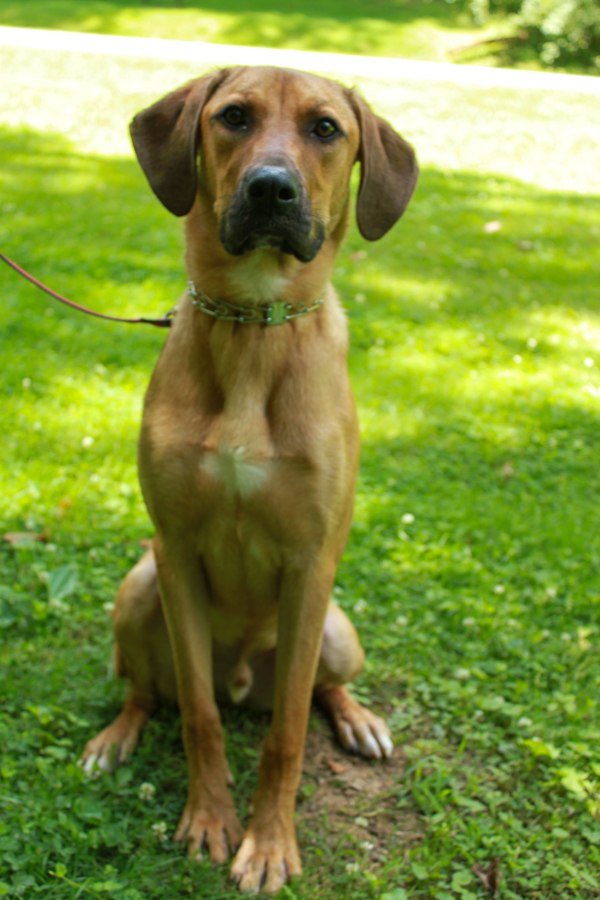 Zuma, a Adoptable Mixed Breed in Ona, WV image 3/6