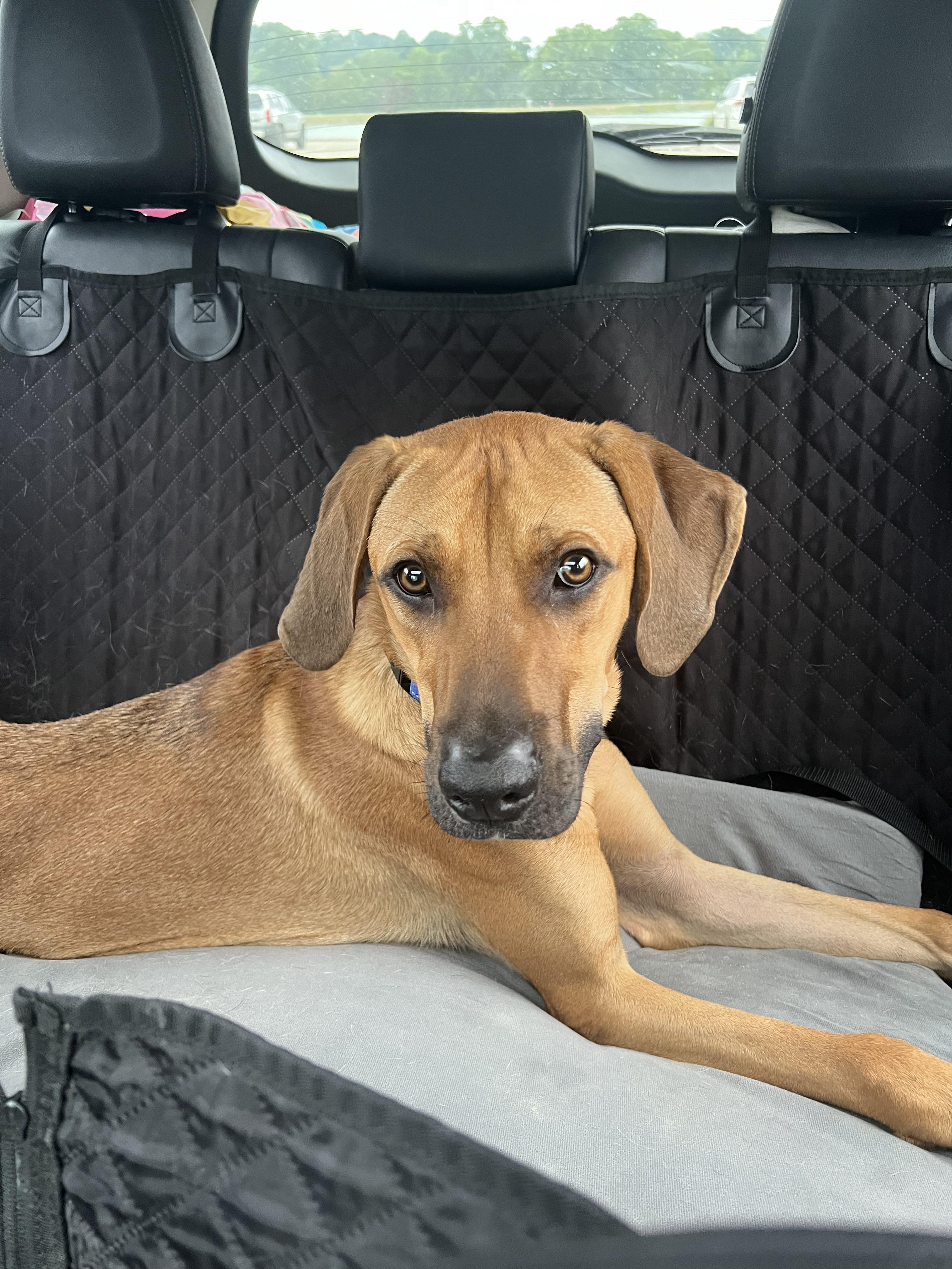 Zuma, a Adoptable Mixed Breed in Ona, WV image 4/6