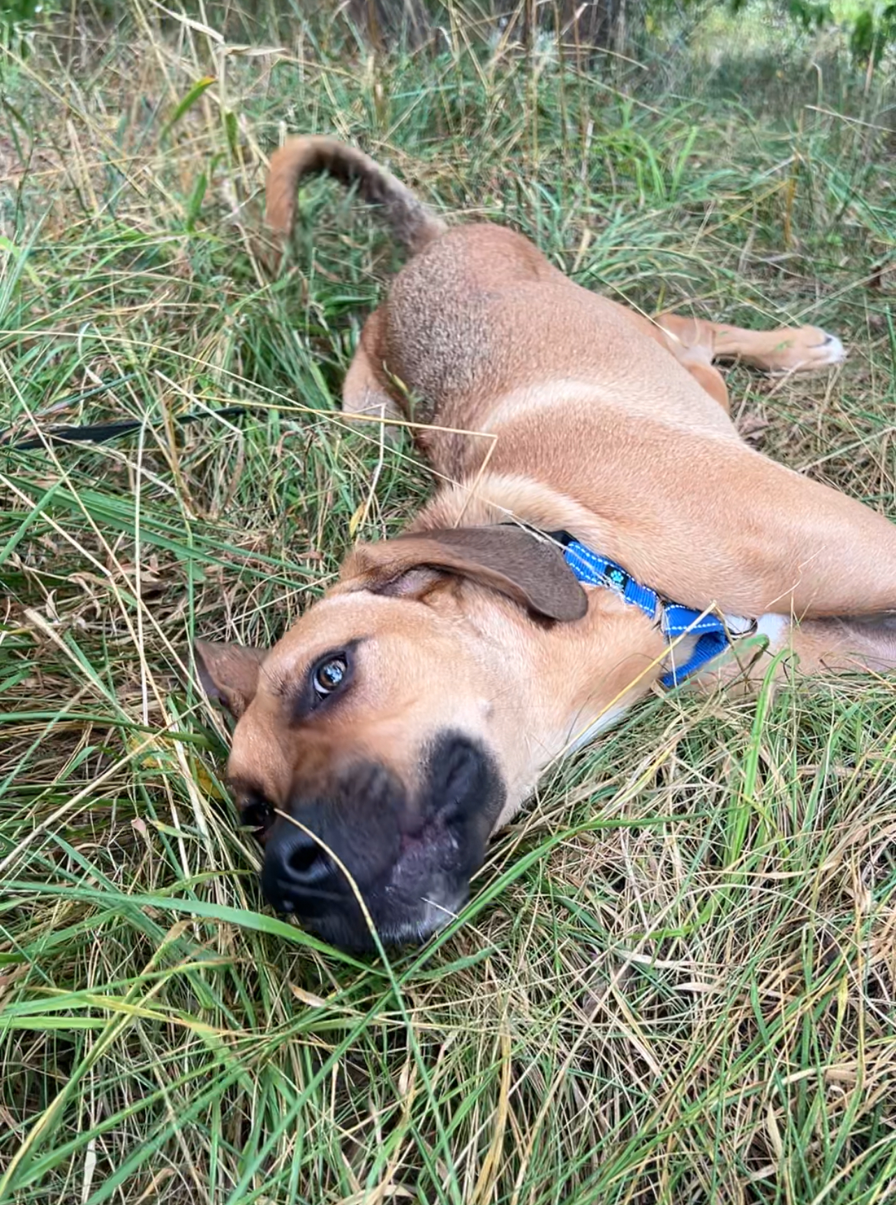 Zuma, a Adoptable Mixed Breed in Ona, WV image 5/6