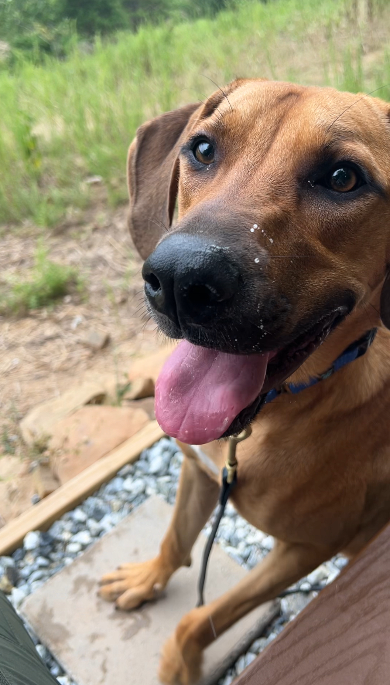 Zuma, a Adoptable Mixed Breed in Ona, WV image 6/6