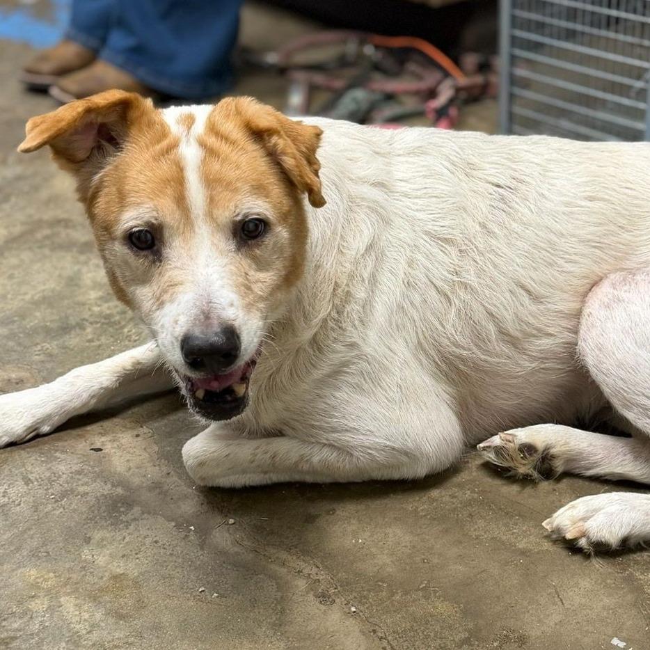 Enlarge Hazelnut, a Adoptable Retriever in Cleveland, MS image 1/1