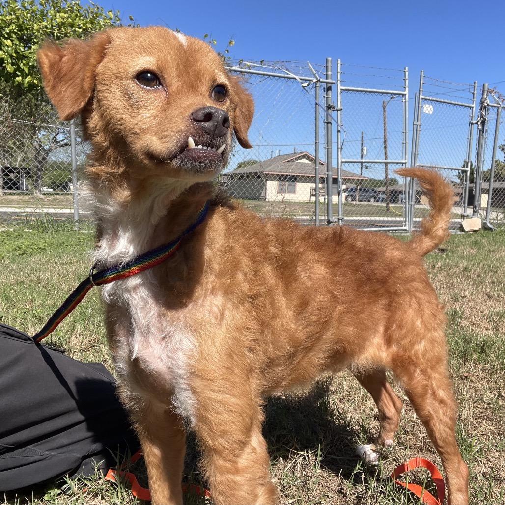 Enlarge Brisket, a Adoptable mixed breed in Wimberley, TX image 1/6