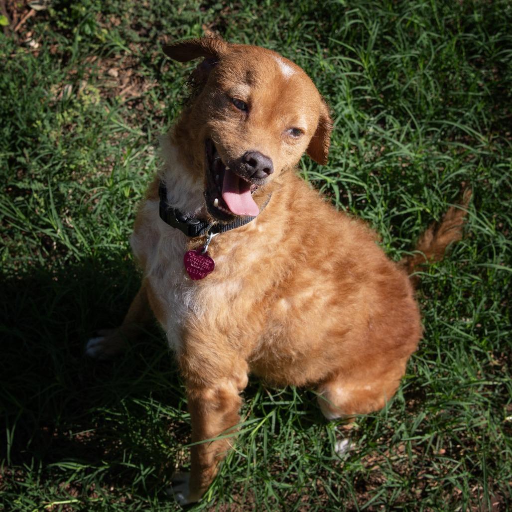 Enlarge Brisket, a Adoptable mixed breed in Wimberley, TX image 2/6