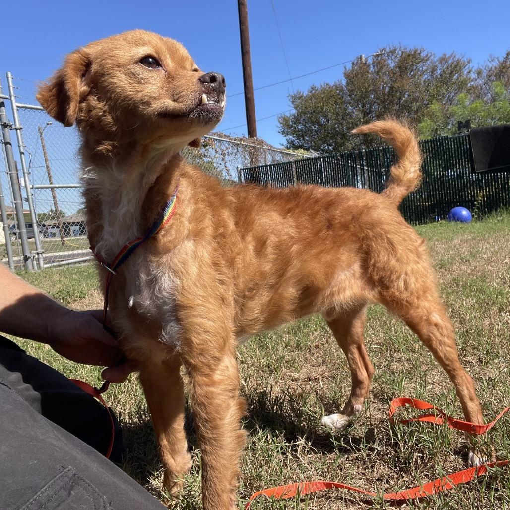 Enlarge Brisket, a Adoptable mixed breed in Wimberley, TX image 3/6