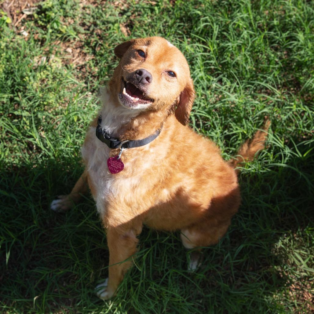 Enlarge Brisket, a Adoptable mixed breed in Wimberley, TX image 4/6