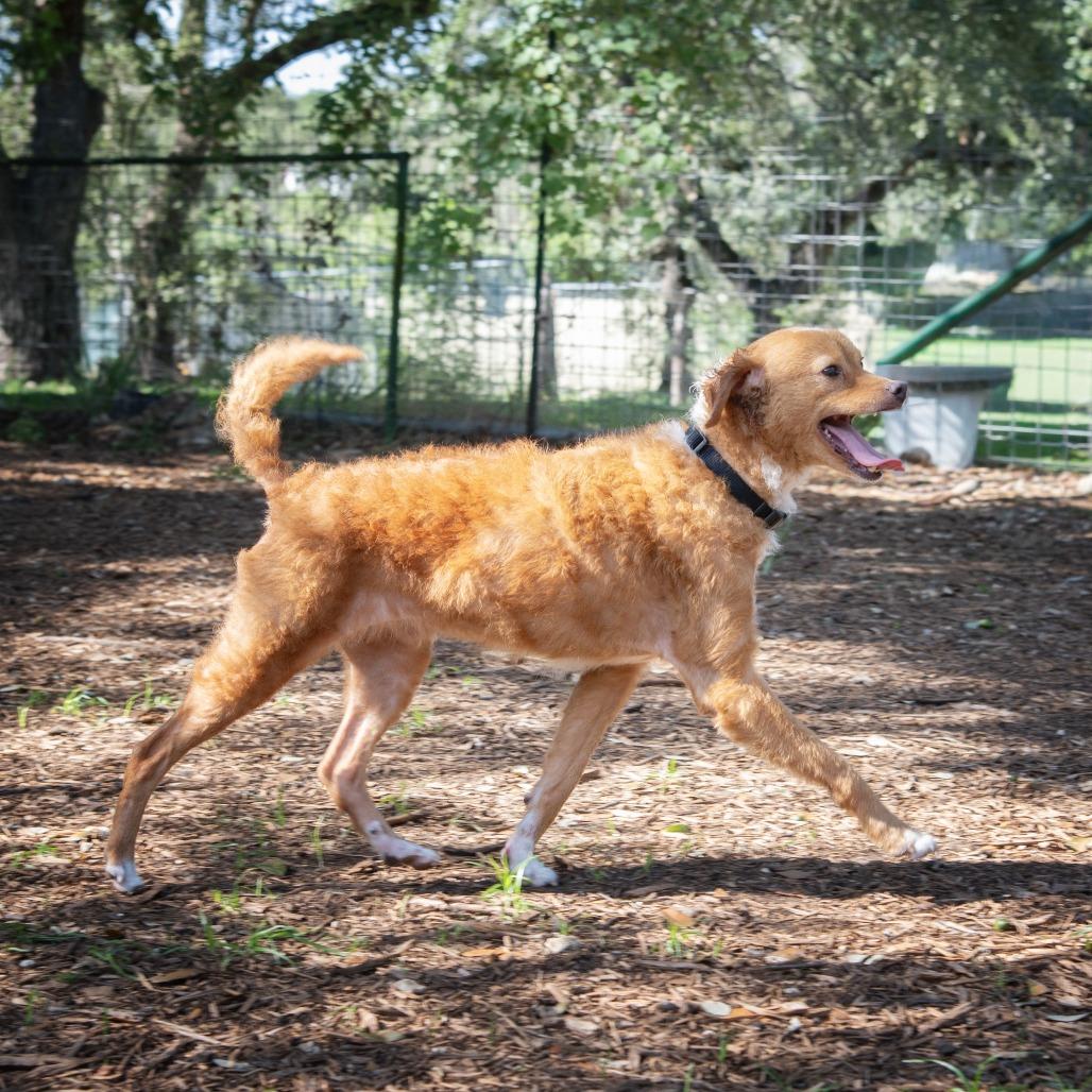Enlarge Brisket, a Adoptable mixed breed in Wimberley, TX image 6/6