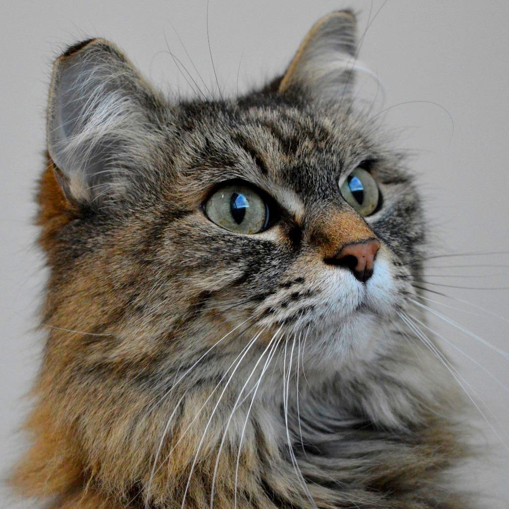Enlarge Joban, a Adoptable Domestic Long Hair in North Battleford, SK image 1/6