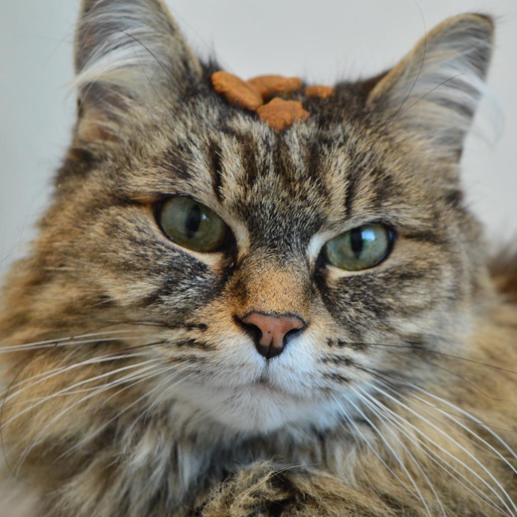 Enlarge Joban, a Adoptable Domestic Long Hair in North Battleford, SK image 2/6