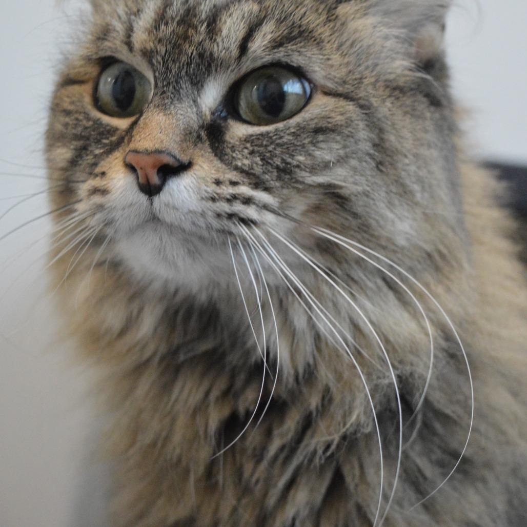 Enlarge Joban, a Adoptable Domestic Long Hair in North Battleford, SK image 3/6