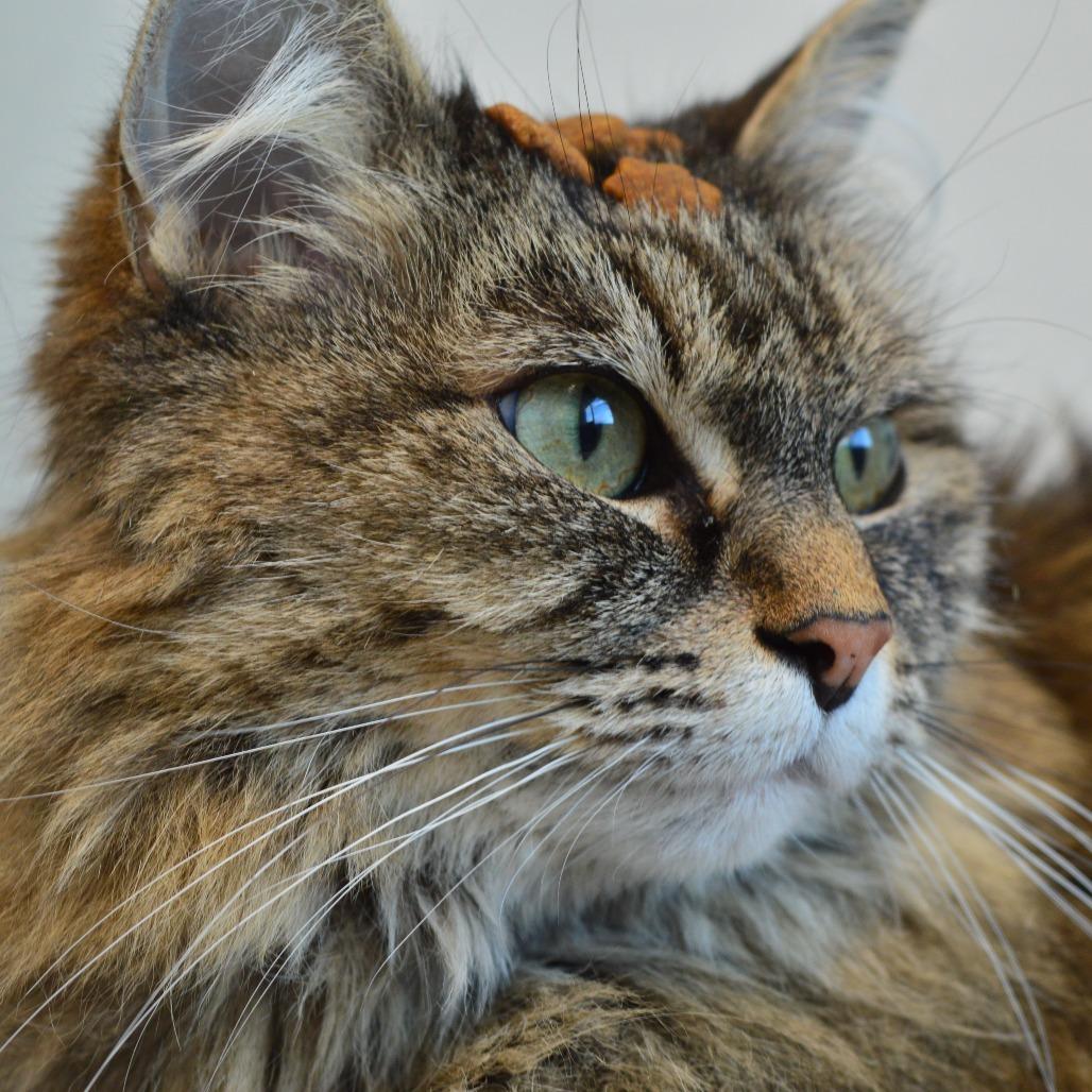 Enlarge Joban, a Adoptable Domestic Long Hair in North Battleford, SK image 4/6