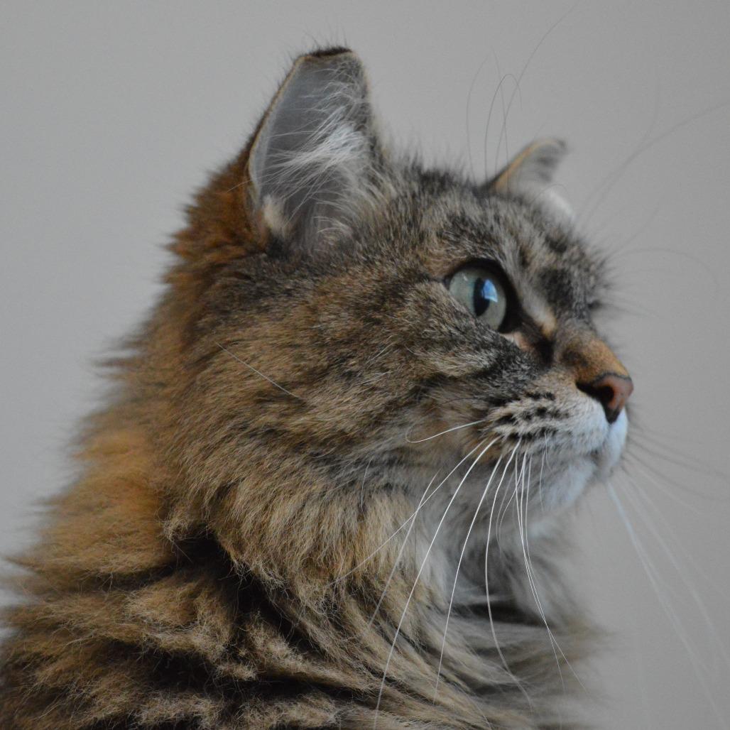 Enlarge Joban, a Adoptable Domestic Long Hair in North Battleford, SK image 5/6