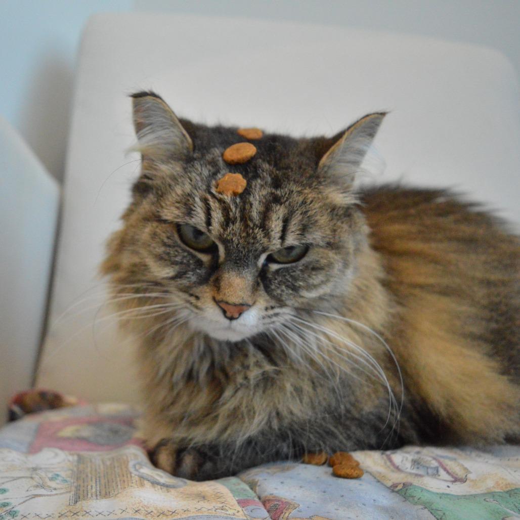 Enlarge Joban, a Adoptable Domestic Long Hair in North Battleford, SK image 6/6