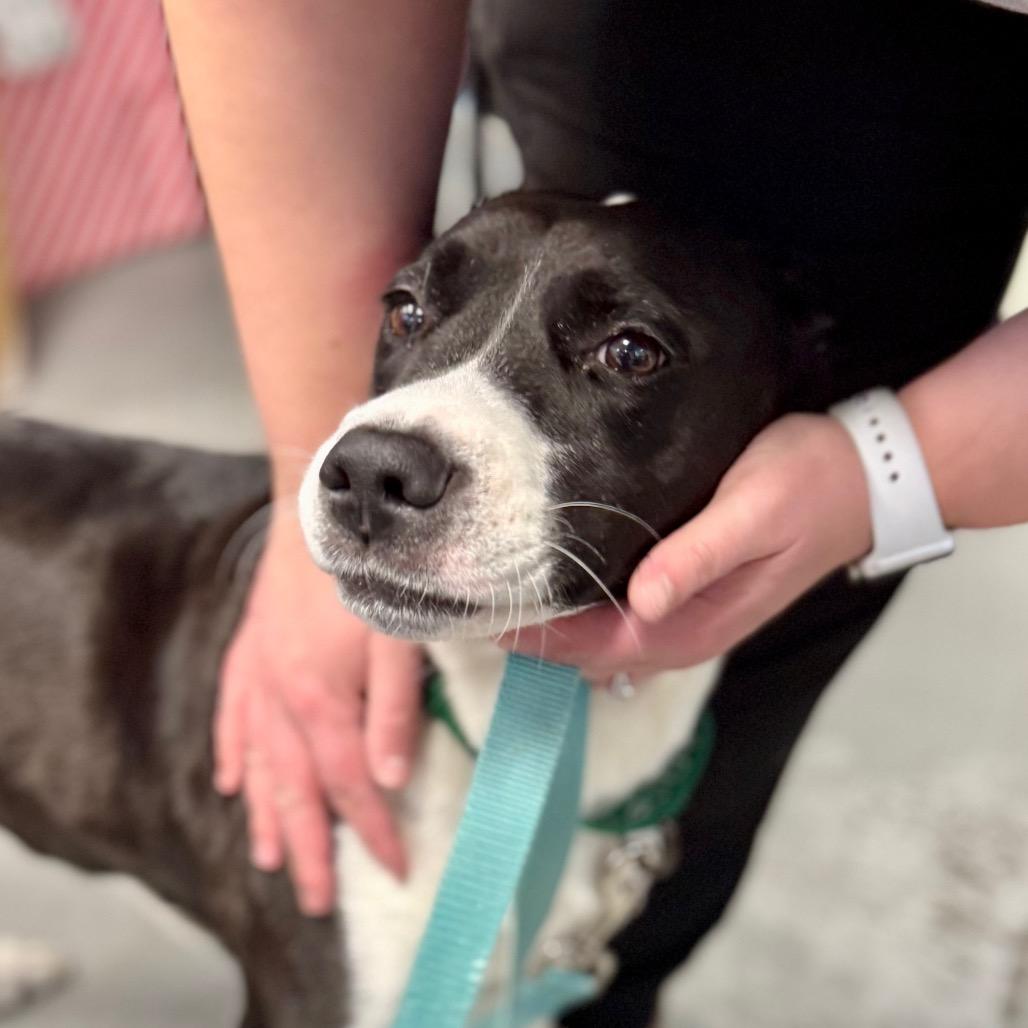 Zucchini, Adoptable, Adult Female Mixed Breed.