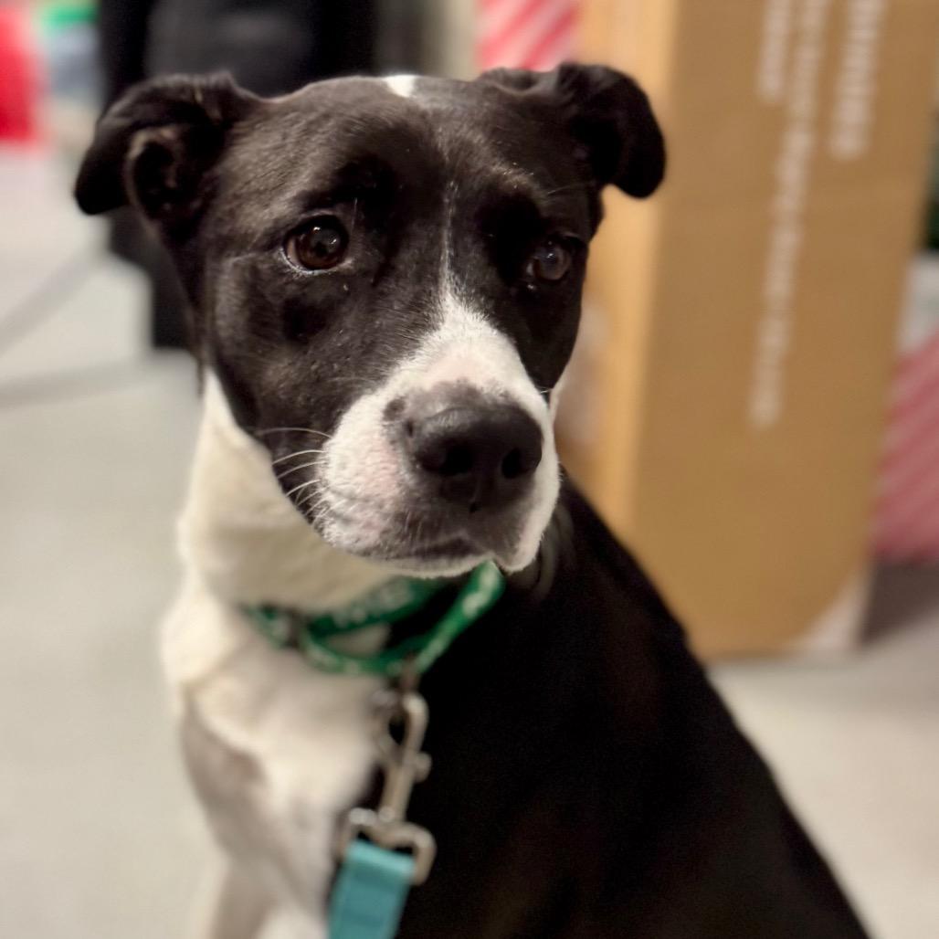 Enlarge Zucchini, a Adoptable Mixed Breed in West Olive, MI image 2/5