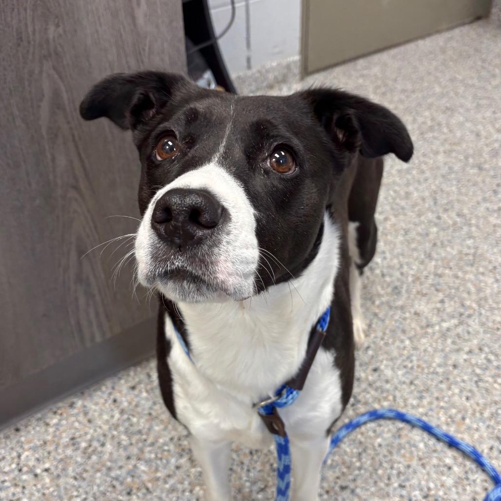 Enlarge Zucchini, a Adoptable Mixed Breed in West Olive, MI image 5/5