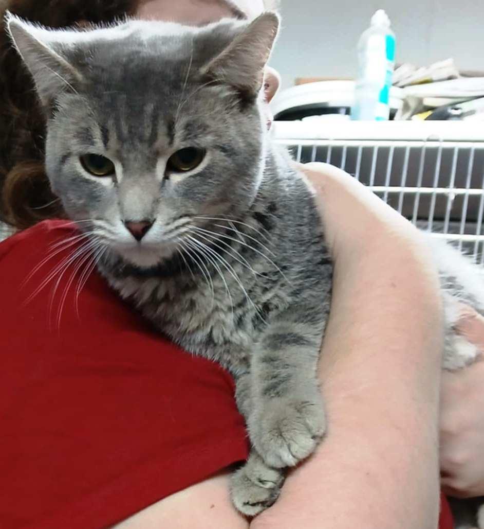 Max, Young Male Domestic Short Hair