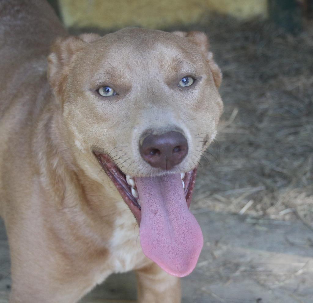 Enlarge Theodore 26, a Adoptable mixed breed in Brookhaven, MS image 3/3
