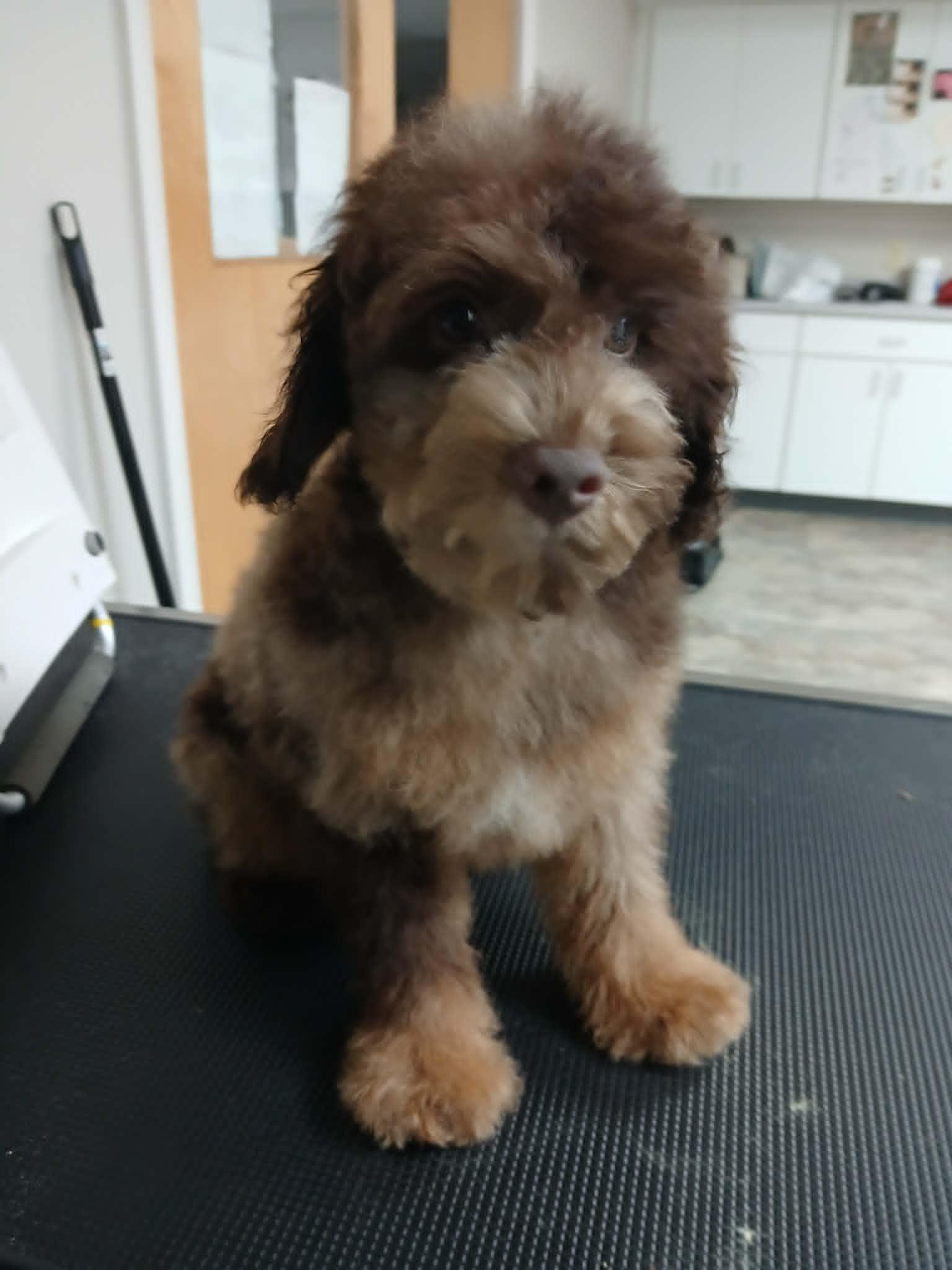 Enlarge Fozzy, a Adopted Miniature Poodle in Vernon, CT image 4/6