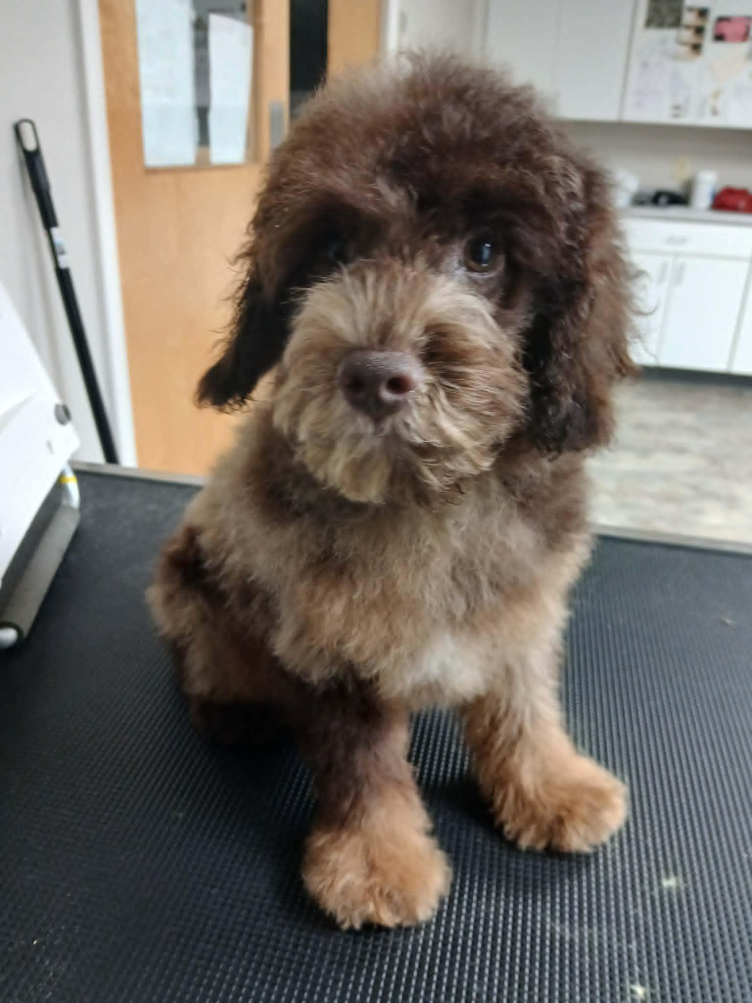 Enlarge Fozzy, a Adopted Miniature Poodle in Vernon, CT image 5/6