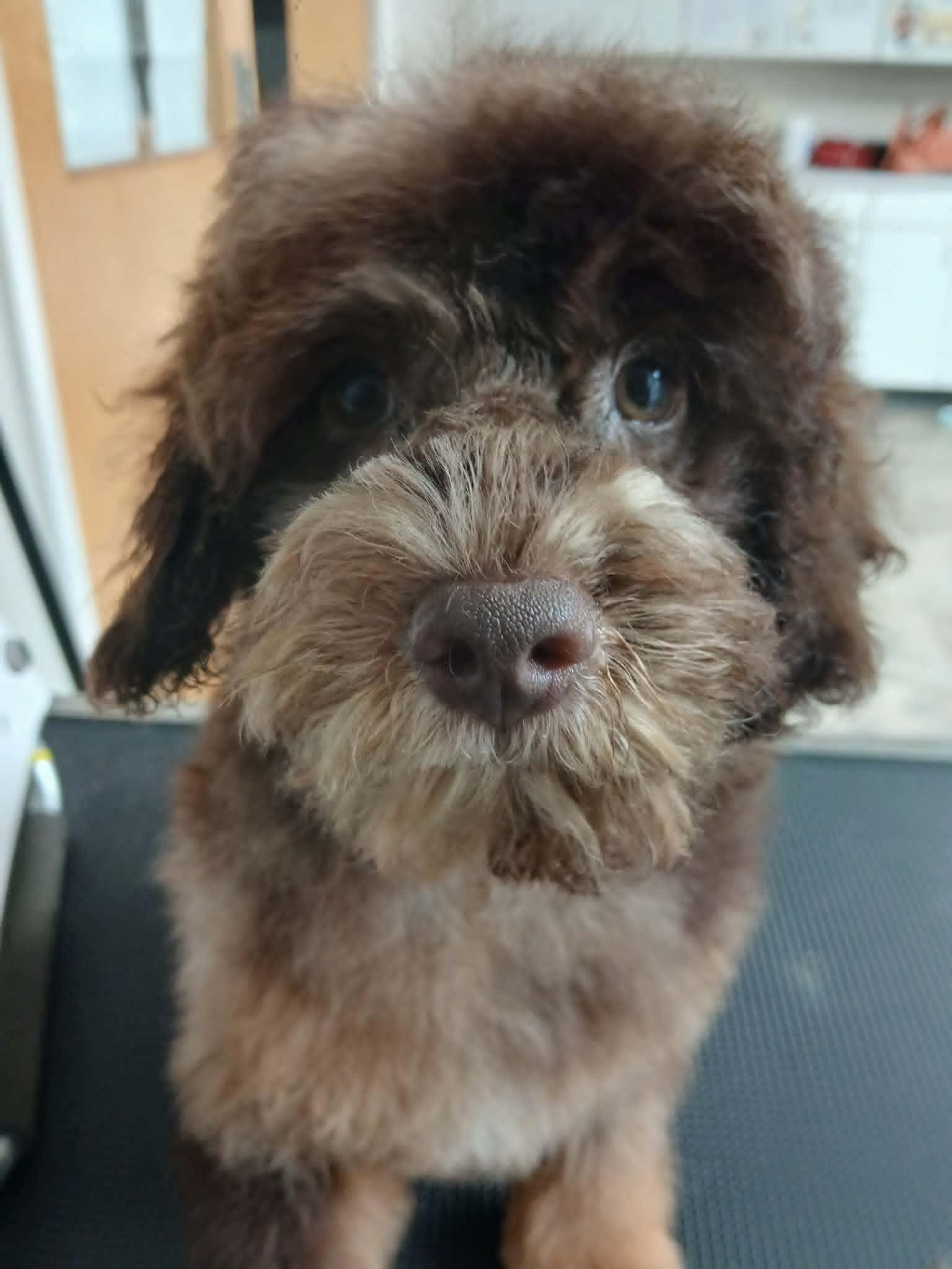 Enlarge Fozzy, a Adopted Miniature Poodle in Vernon, CT image 2/6