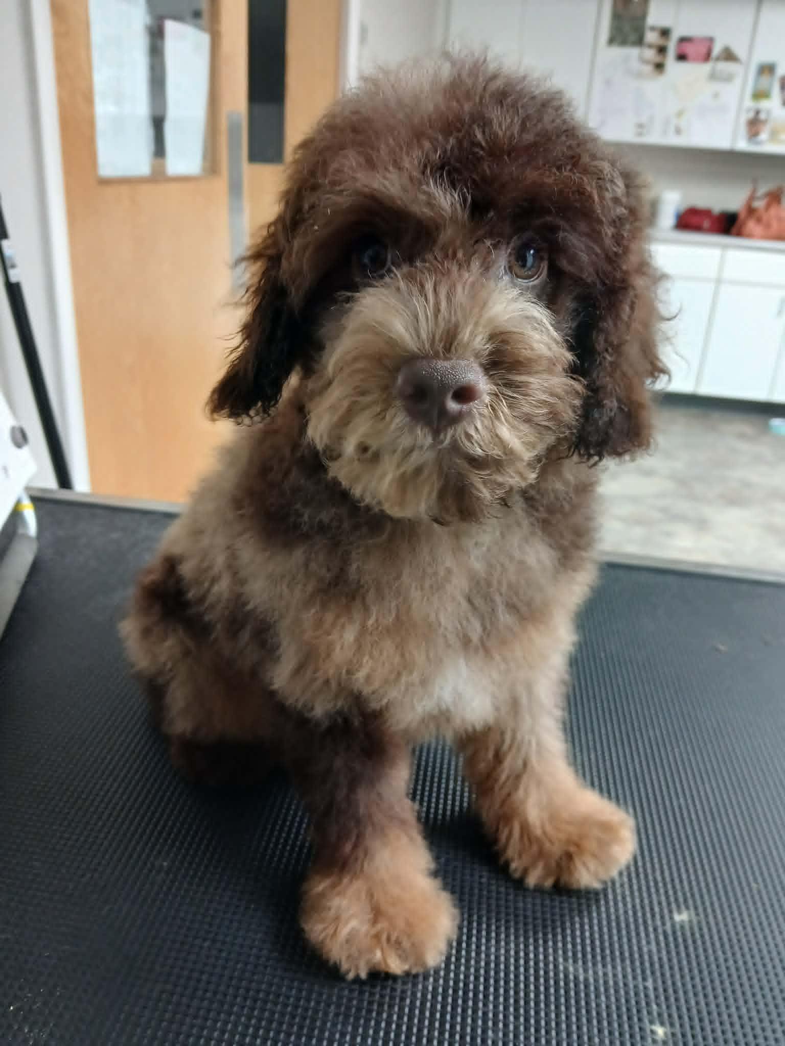 Fozzy, Adopted, Puppy Male Miniature Poodle.