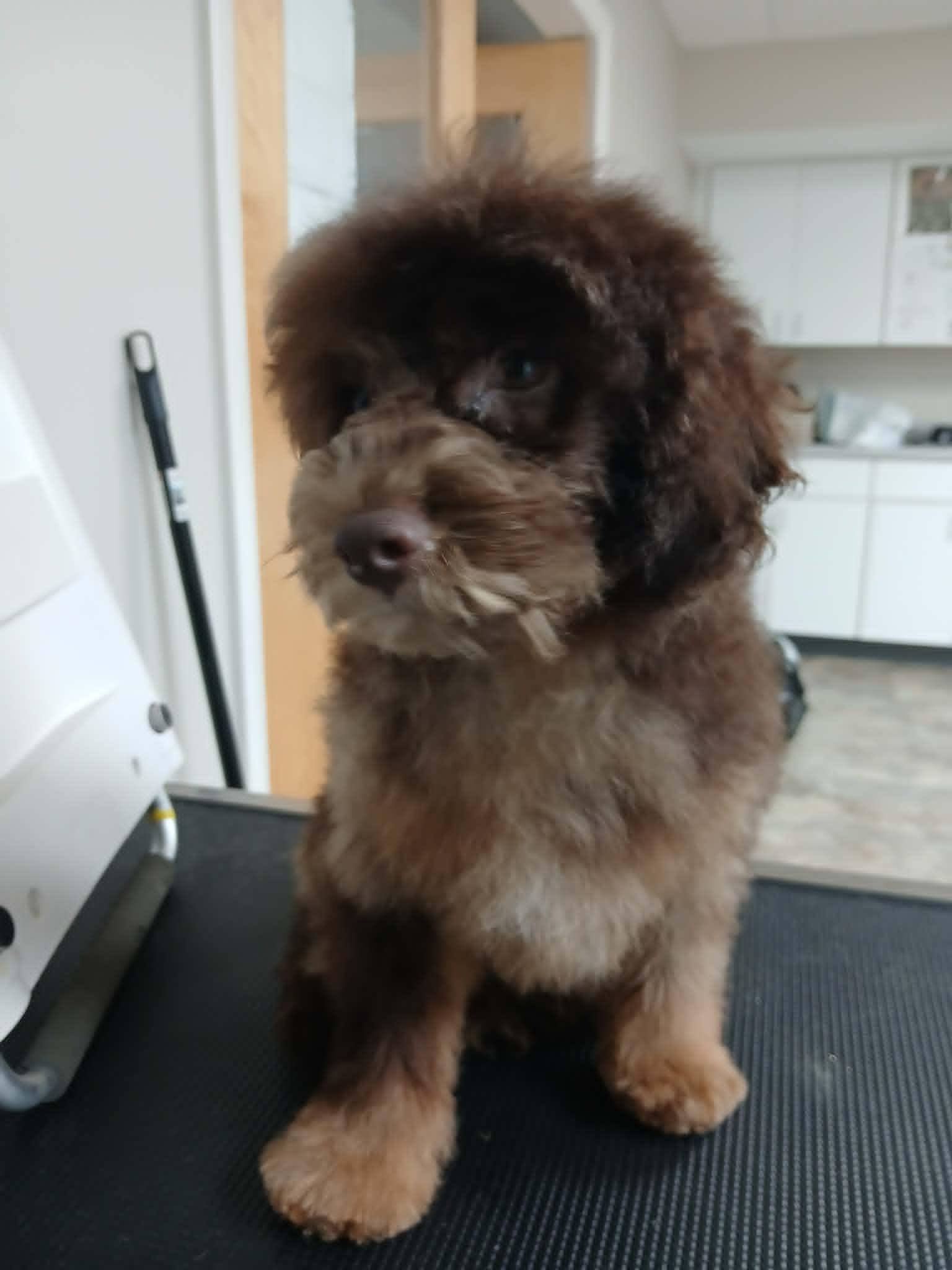 Enlarge Fozzy, a Adopted Miniature Poodle in Vernon, CT image 6/6