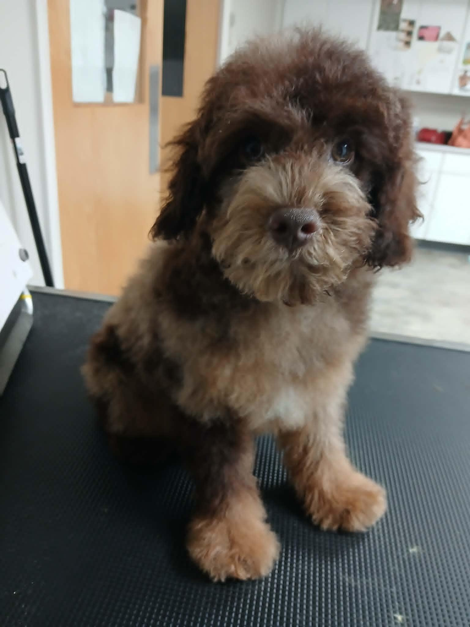 Enlarge Fozzy, a Adopted Miniature Poodle in Vernon, CT image 3/6