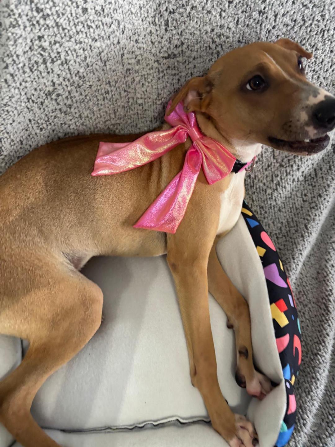 Enlarge Samantha, a Adoptable mixed breed in Albion, NY image 3/4