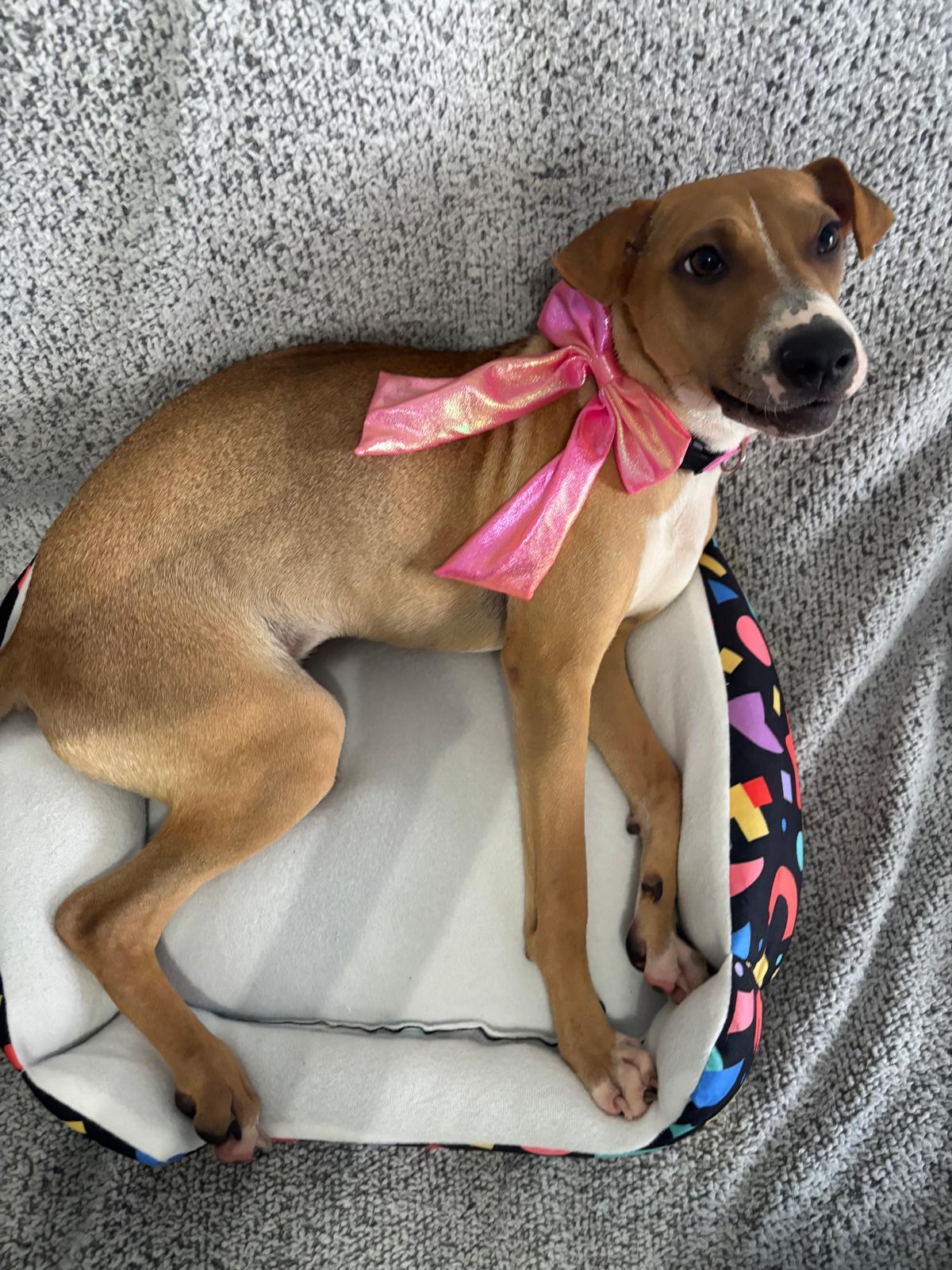 Enlarge Samantha, a Adoptable mixed breed in Albion, NY image 4/4