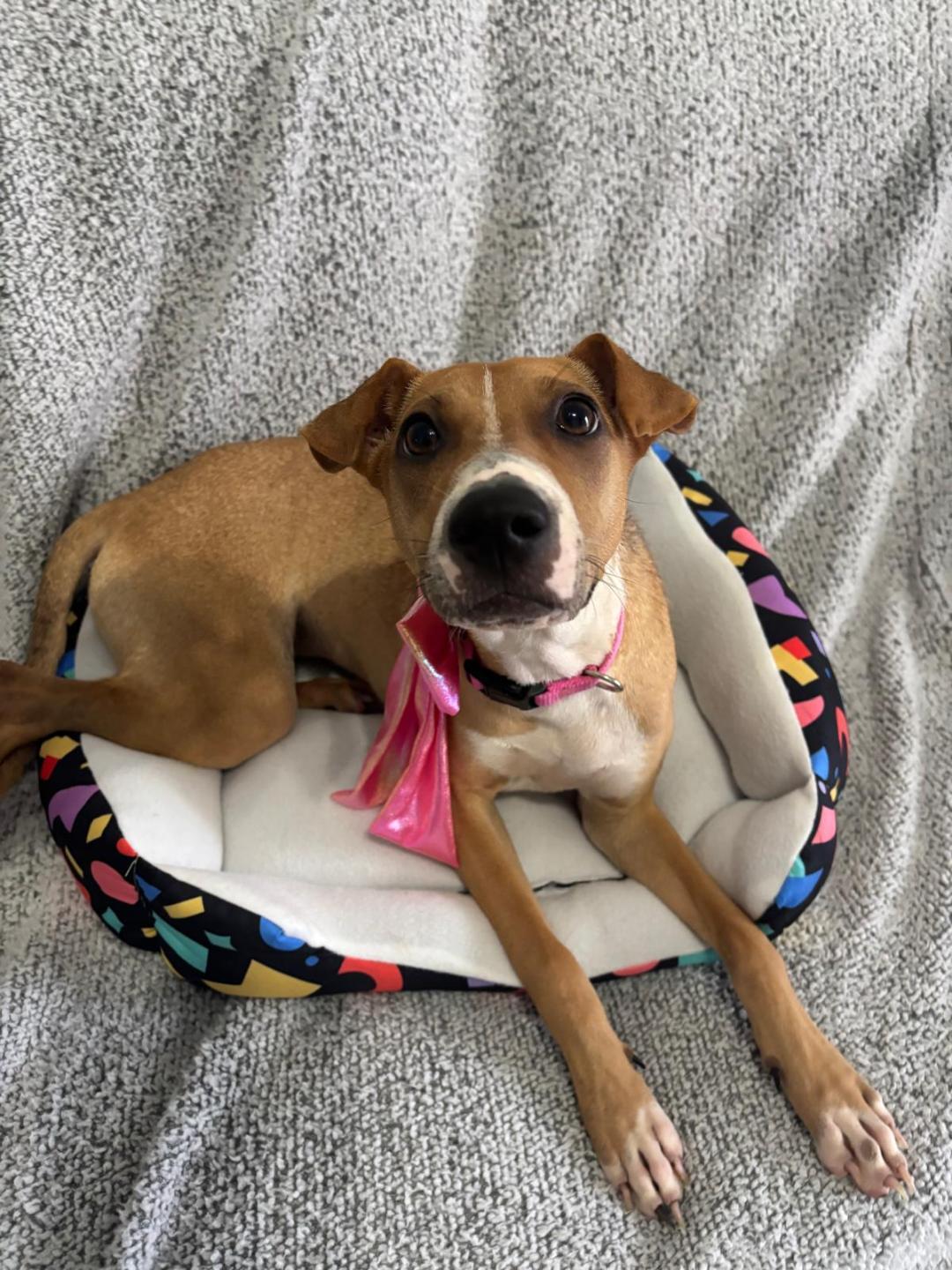 Enlarge Samantha, a Adoptable mixed breed in Albion, NY image 2/4