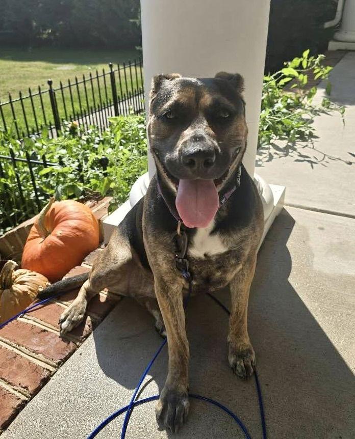 Tinker, Adoptable, Adult Female Shepherd.