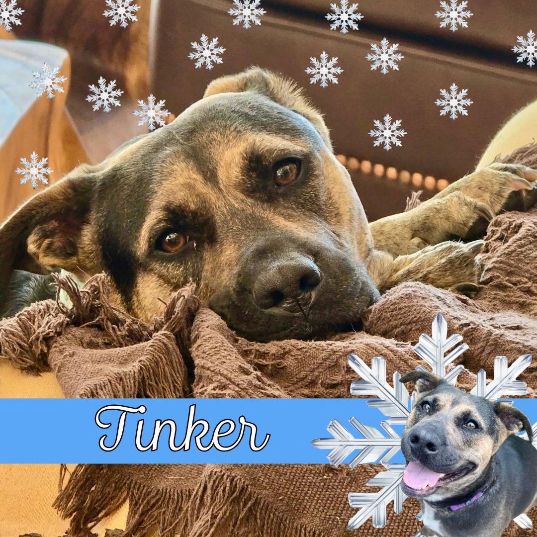 Tinker, Adoptable, Adult Female Shepherd.