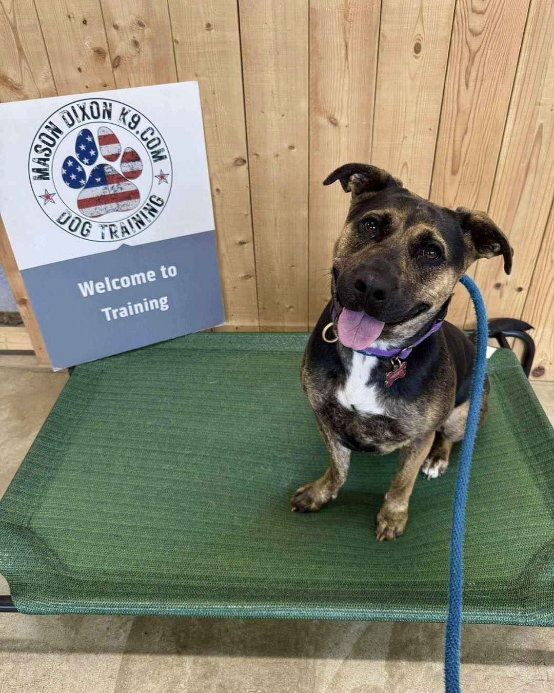 Tinker, a Adoptable Shepherd image 2/3