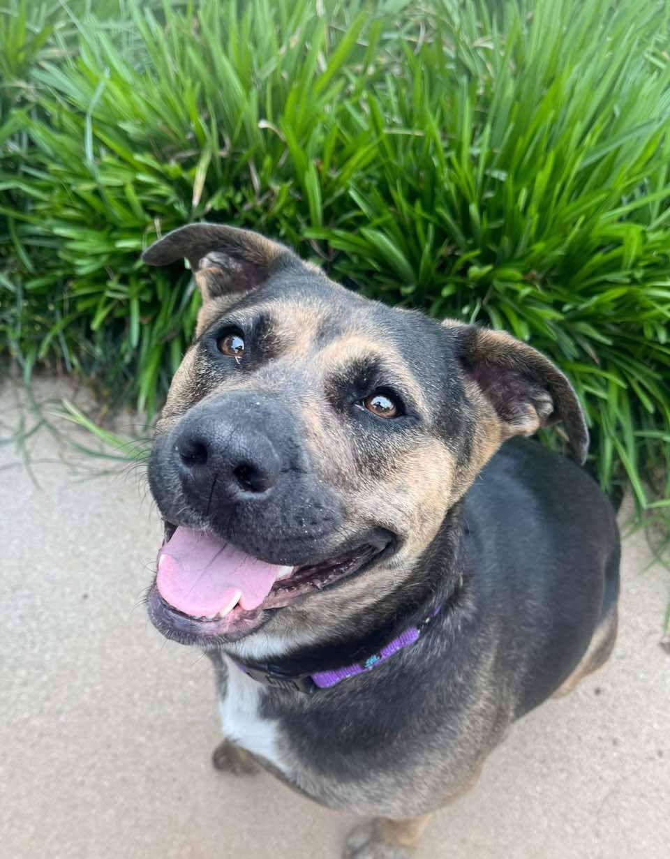 Tinker, a Adoptable Shepherd image 3/3