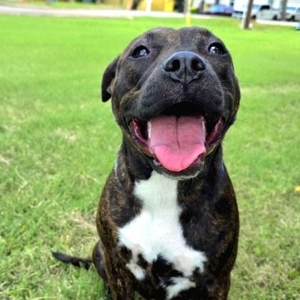 Buttercup, Adoptable, Puppy Female American Staffordshire Terrier.