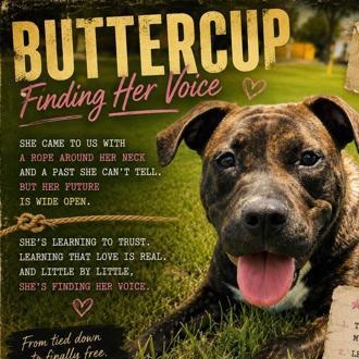 Enlarge Buttercup, a Adoptable mixed breed in Portland, ME image 4/6