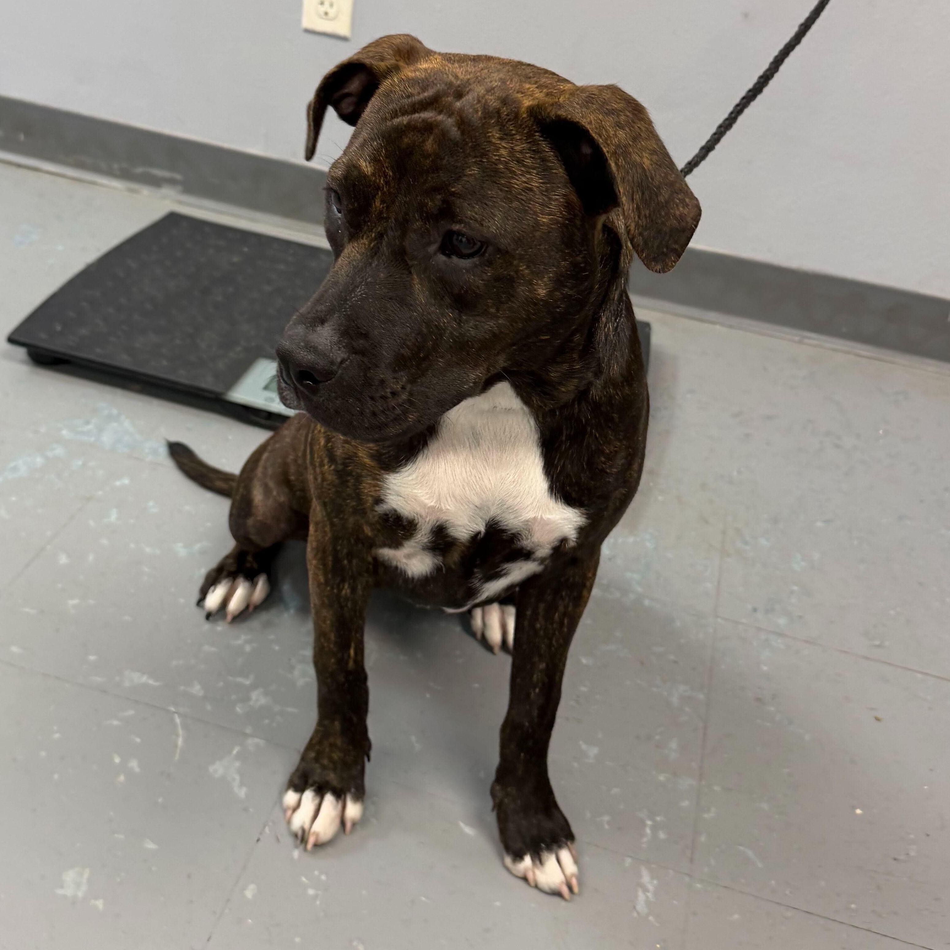 Enlarge Buttercup, a Adoptable mixed breed in Portland, ME image 5/6