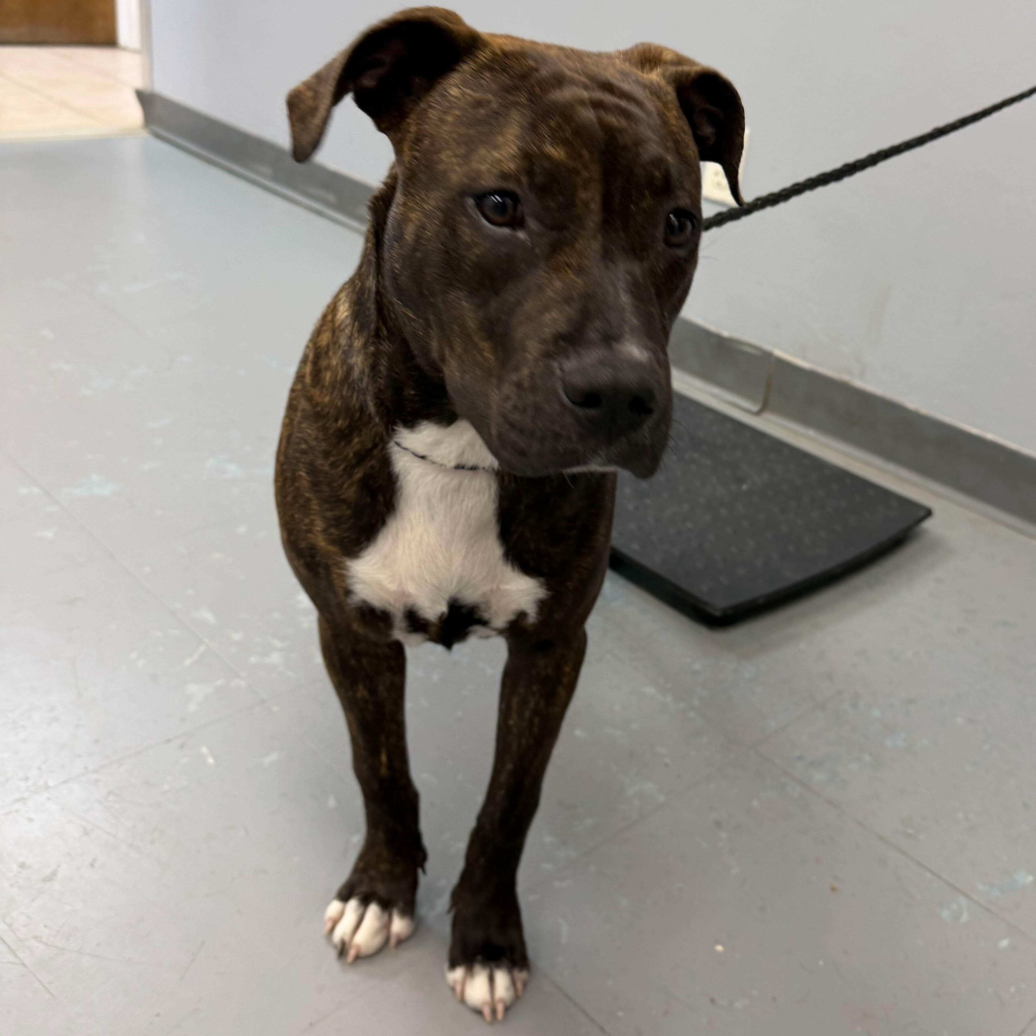 Enlarge Buttercup, a Adoptable mixed breed in Portland, ME image 2/6