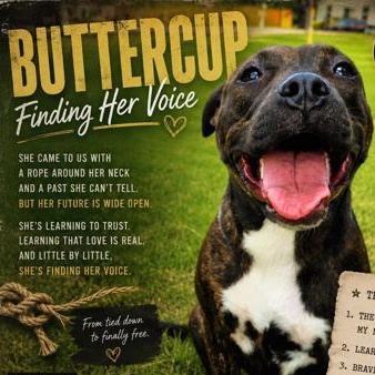 Enlarge Buttercup, a Adoptable mixed breed in Portland, ME image 6/6