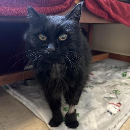 Stella, Adoptable, Senior Female Domestic Long Hair & Domestic Short Hair.