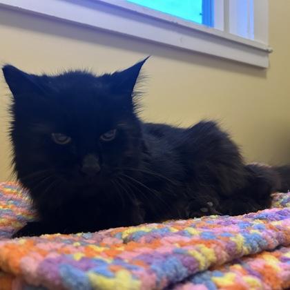 Stella, Adoptable, Senior Female Domestic Long Hair & Domestic Short Hair.