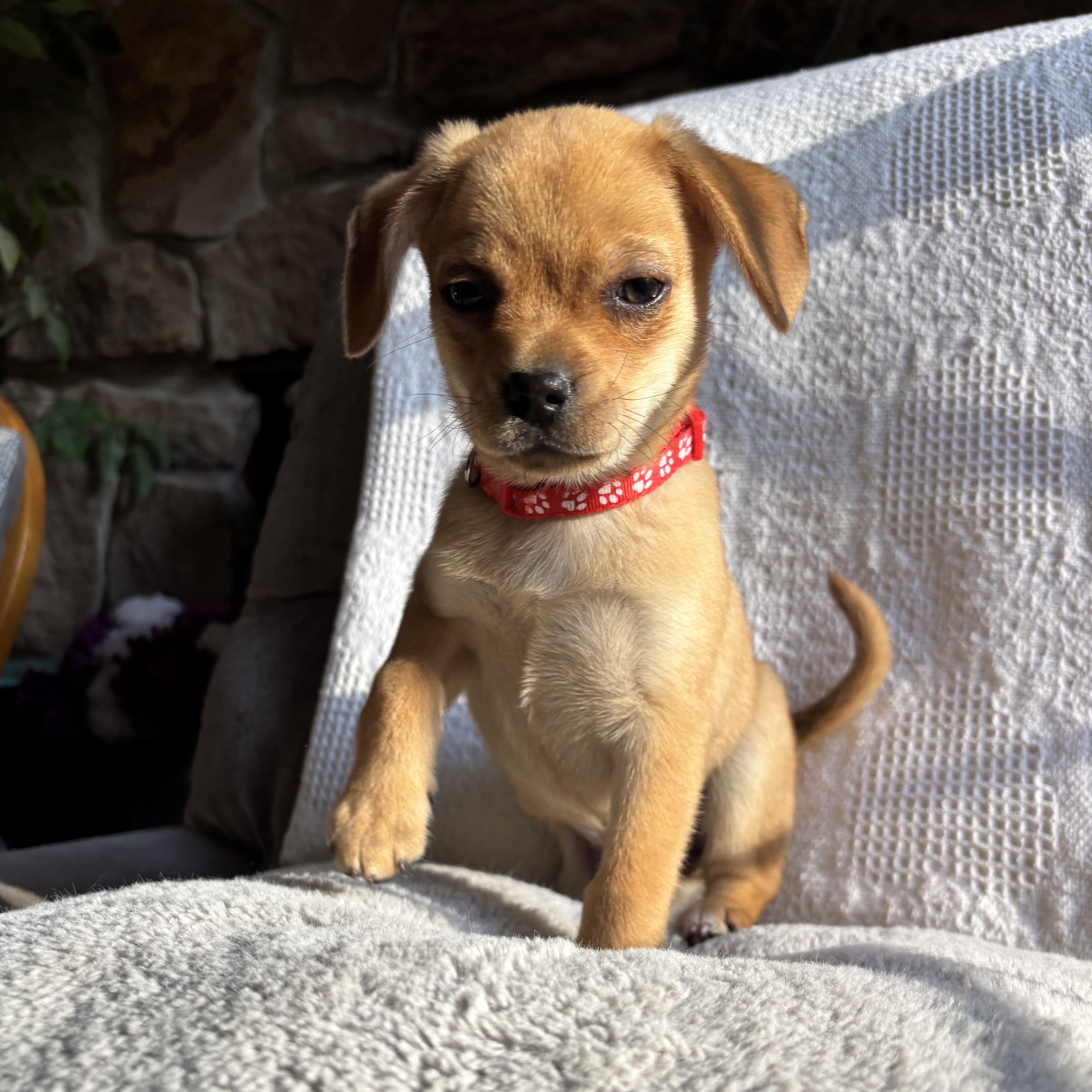 Enlarge Rumi, a ADOPTABLE mixed breed in Monroe, WA image 6/6